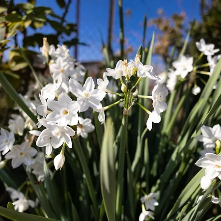 別荘 The Hobbit Hole