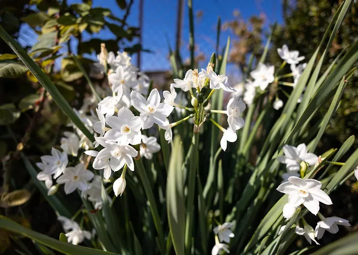 Case de vacanță The Hobbit Hole